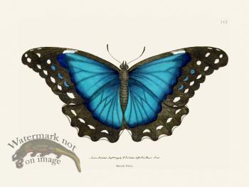 113 Butterfly Nestor